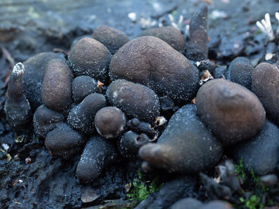 Xylaria polymorpha