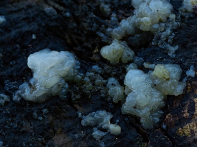 Tremella