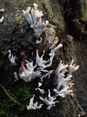 Xylaria hypoxylon