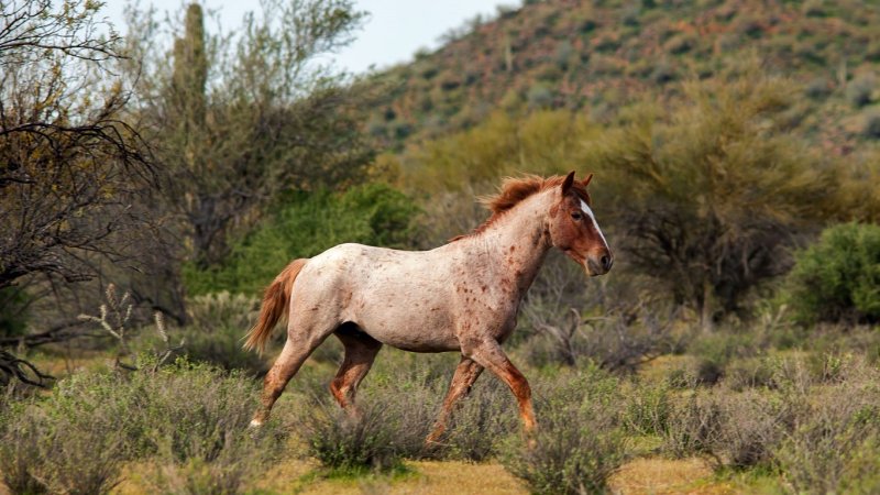  Lower Salt River 