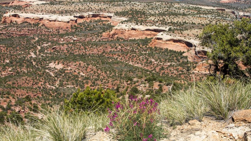  Rattlesnake Canyon 