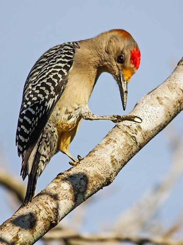 Golden-fronted Woodpecker