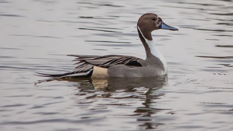 Pintail Duck