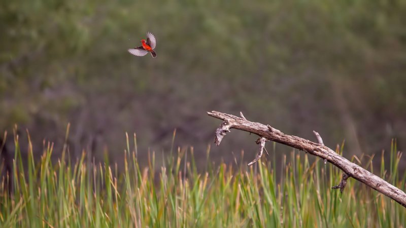 Vermilion Flycatcher