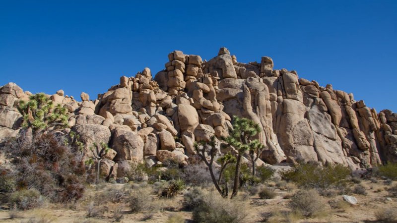  Joshua Tree N P 