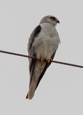 White-tailed Kite