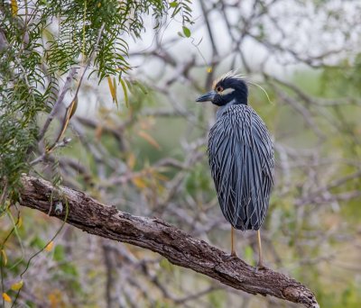 Yellow-crested Night Heron