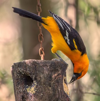 Altamira Oriole