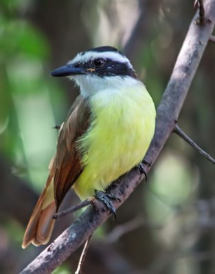 Great Kiskadee