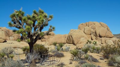 Joshua Tree N P