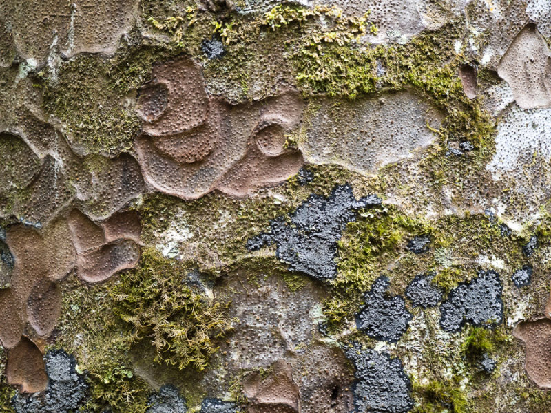 Kauri bark