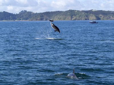  Jumping dolphins 