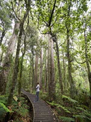 Trounson park - never logged Kauri forest