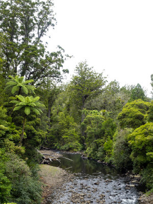 Waipoa Forest