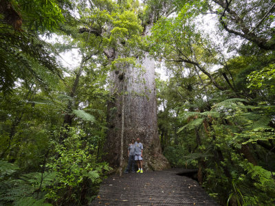 #7 of the worlds largest Kauri
