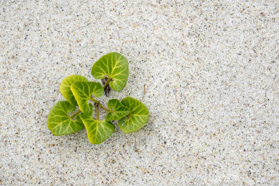 tough little beach plant