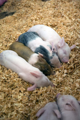 piglets