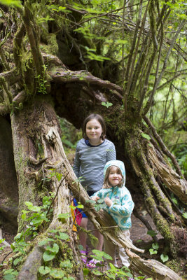 exploring the old growth