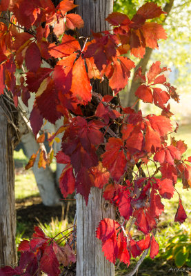 Fall colors on the arbor