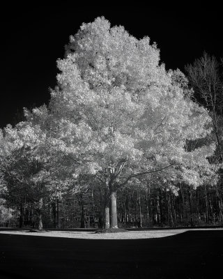 Tree Lot.jpg
