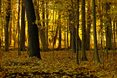 Forest.jpg