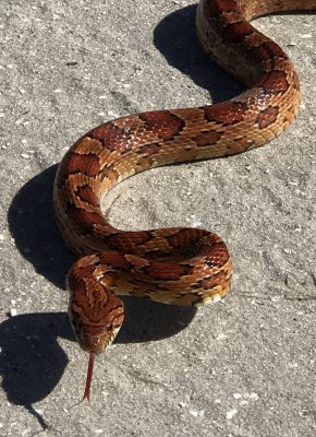 Corn Snake