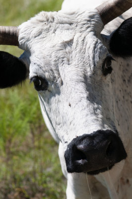 Babcock Ranch