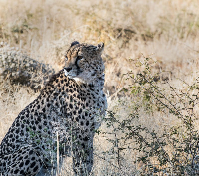 Okonjima leopard