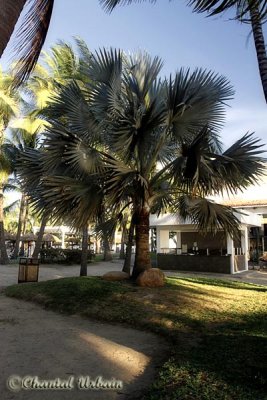 20160220_602 palmtree.jpg