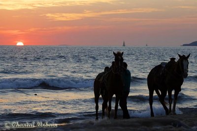 20160220_682 horses at sunset.jpg