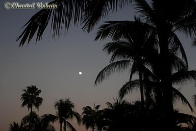 20160220_687 Palmtree and moon.jpg