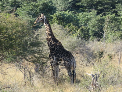 Day 2 Hwange National Park 6/27/2017