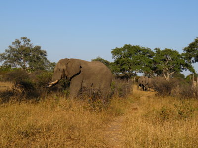Day 3 Hwange National Park 6/28/2017
