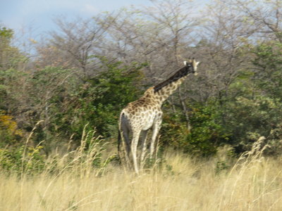 Day 5 Hwange - Nata 6/30/2017