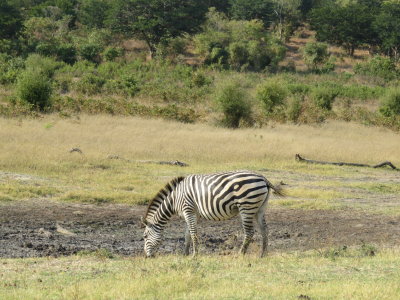Day 13 Chobe National Park 7/8/2017
