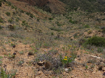 Reavis Ranch Trail to Castle Dome 4/12/2018