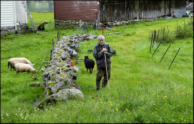 Retired shepherd.....