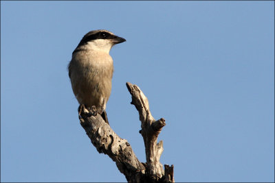 loggerhead_shrike1.jpg