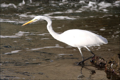 great_egret1.jpg