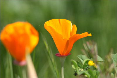 poppy1.jpg