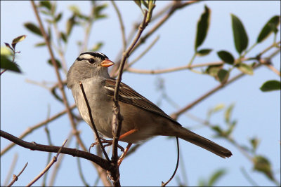 white_crowned_sparrow1.jpg