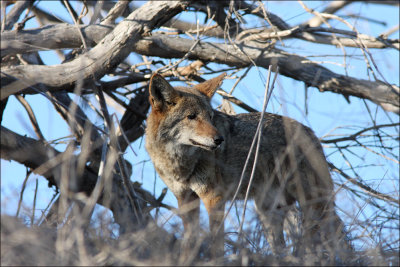 coyote2.jpg