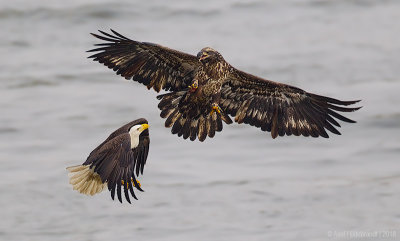 BaldEagle96c9897.jpg