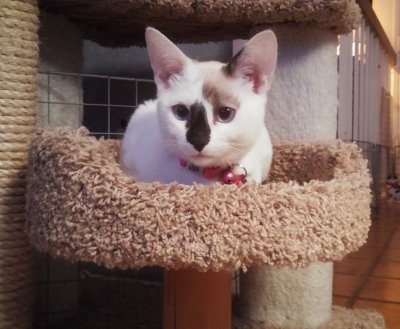 Li'l Bit, 3 months. She is finally big enough to wear a collar with her info and tag for her chip info.
