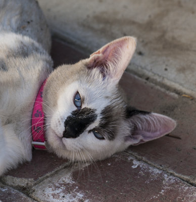 Li'l Bit like all cats I have had has to roll on the concrete assuming it is to scratch her back.