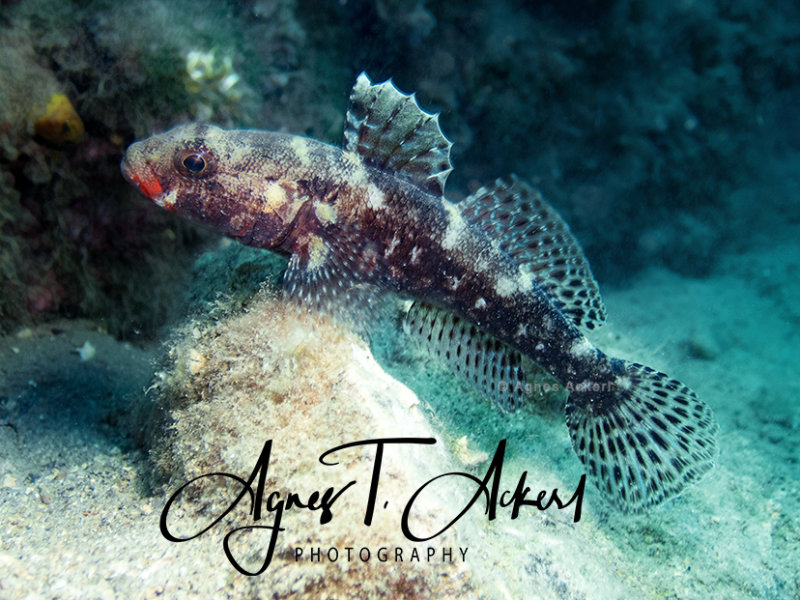 Gobius Cruentatus, Red-mouthed goby, Blutmund-Grundel