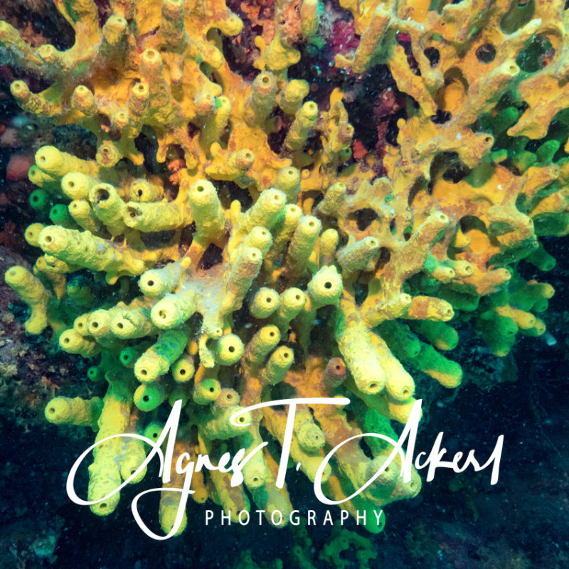 Aplysina aerophoba, Golden sponge, Goldschwamm