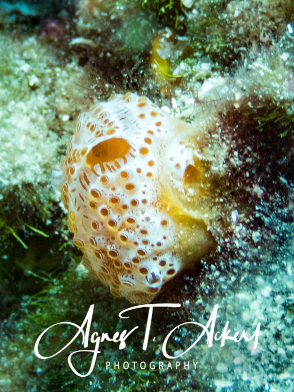 Aplidium elegans, Sea-strawberry Elegante Seescheide