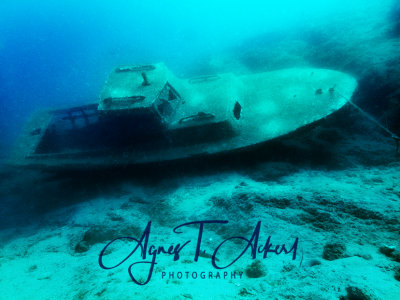 Krk Juli 2017 _ Olympus TG-4 - Underwater Photos