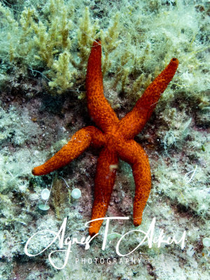 Red Starfish, Purpurstern, Echinaster Sepositus